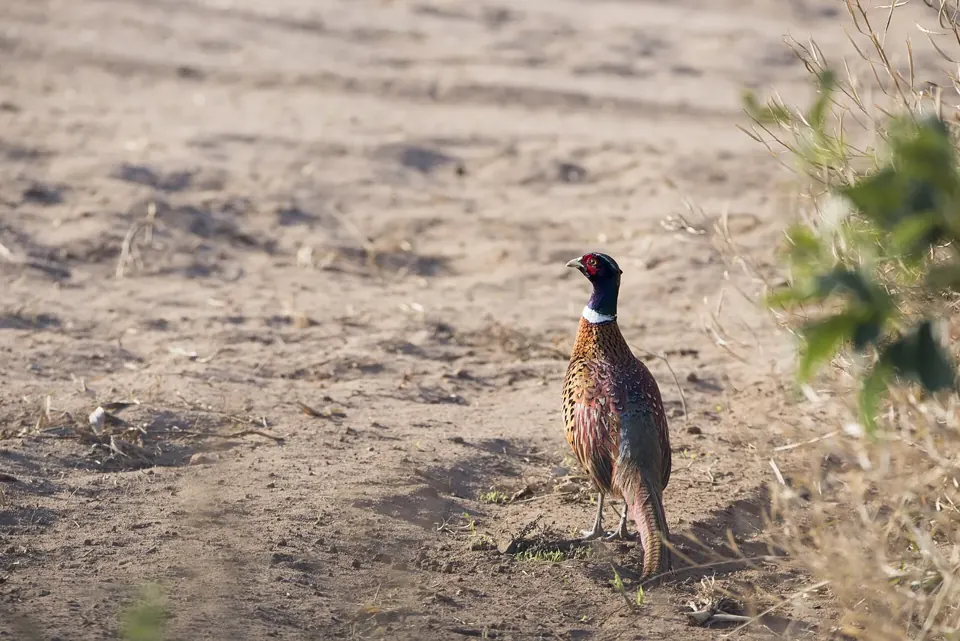Photo de faisan commun (Phasianus colchicus) — gibier à plume de chasse, GIBIS dans les Ardennes