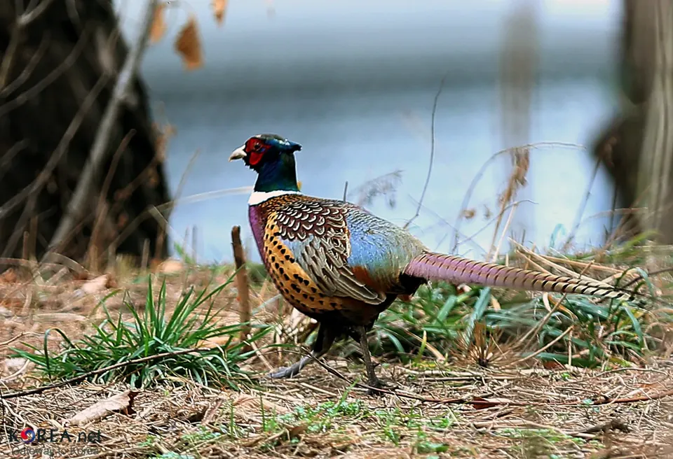 Faisan commun (Phasianus colchicus), gibier à plume de repeuplement — élevage GIBIS, livraison en Ardèche