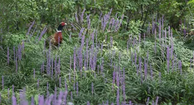 Photo de faisan commun (Phasianus colchicus) — gibier à plume de chasse, GIBIS dans l' Aube