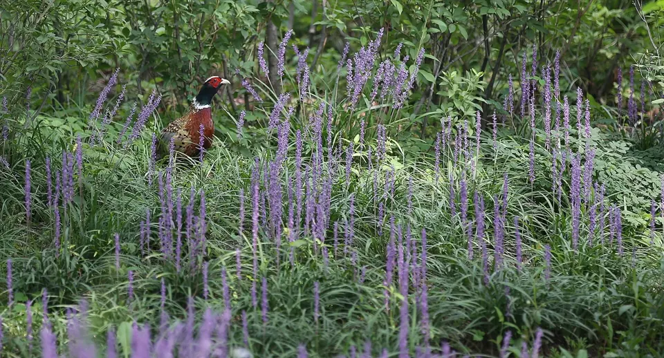 Photo de faisan commun (Phasianus colchicus) — gibier à plume de chasse, GIBIS dans la Meuse
