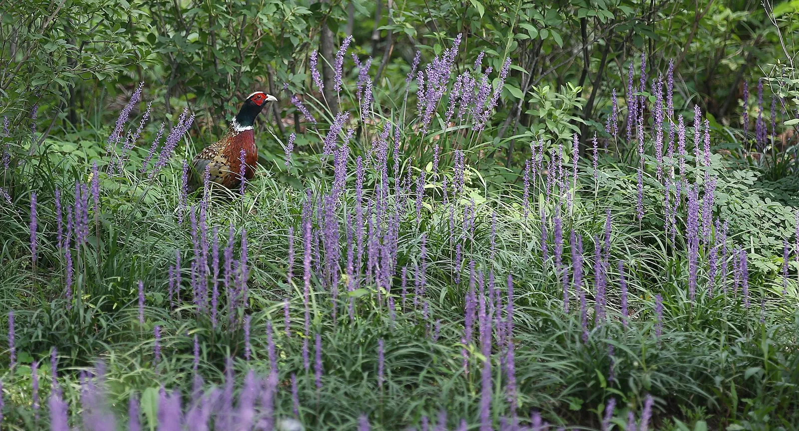 Faisan commun (Phasianus colchicus), gibier à plume de repeuplement — élevage GIBIS, livraison en Haute-Loire