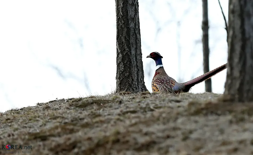 Faisan commun (Phasianus colchicus), gibier à plume de repeuplement — élevage GIBIS, livraison dans le Cantal