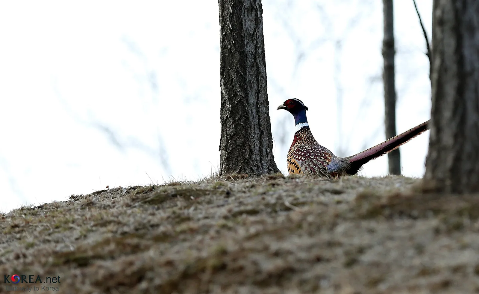 Photo de faisan commun (Phasianus colchicus) — gibier à plume de chasse, GIBIS dans le Bas-Rhin