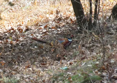 Faisan commun (Phasianus colchicus) — lâcher de repeuplement, élevage GIBIS dans le Var