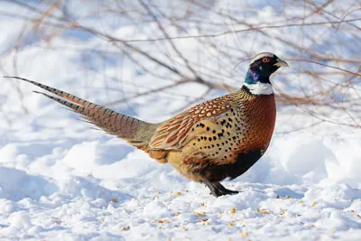 Photo de faisan commun (Phasianus colchicus) — gibier à plume de chasse, GIBIS dans l' Eure