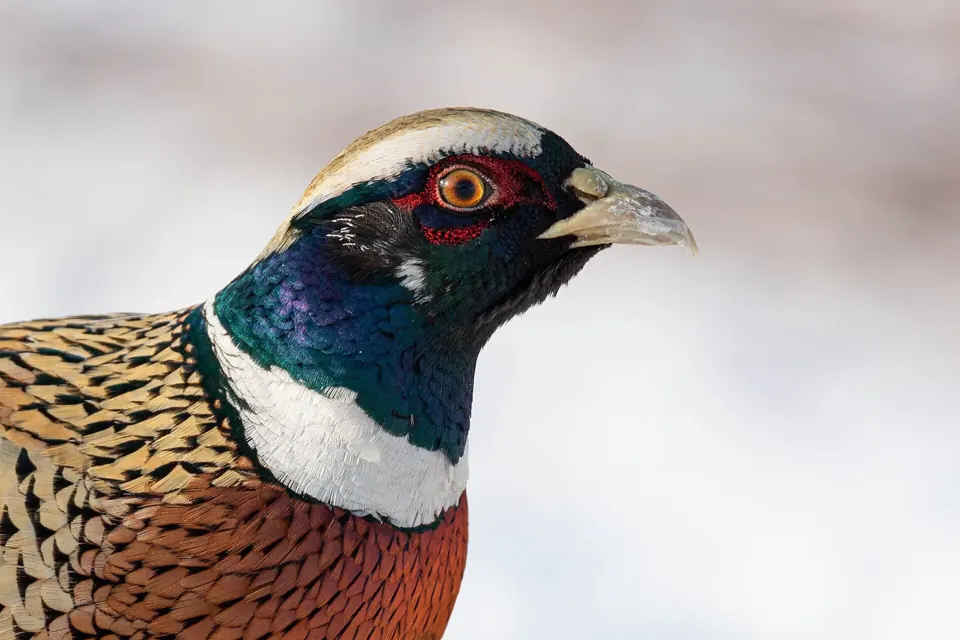 Photo de faisan commun (Phasianus colchicus) — gibier à plume de chasse, GIBIS dans le Doubs