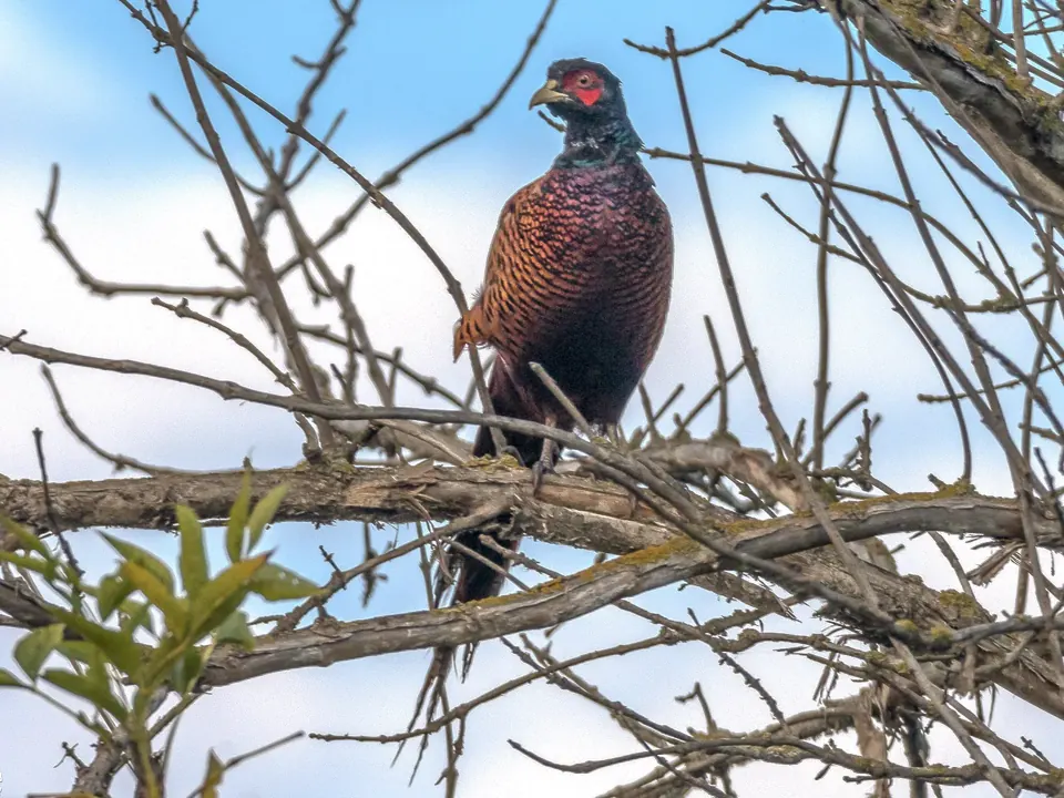 Faisan commun (Phasianus colchicus), gibier à plume de repeuplement — élevage GIBIS, livraison en Ariège
