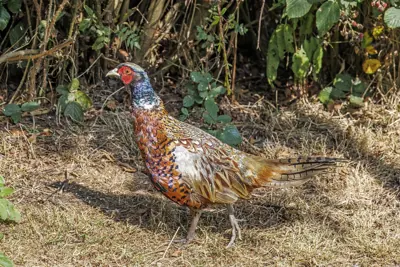 Photo de faisan commun (Phasianus colchicus) — gibier à plume de chasse, GIBIS dans l' Hérault