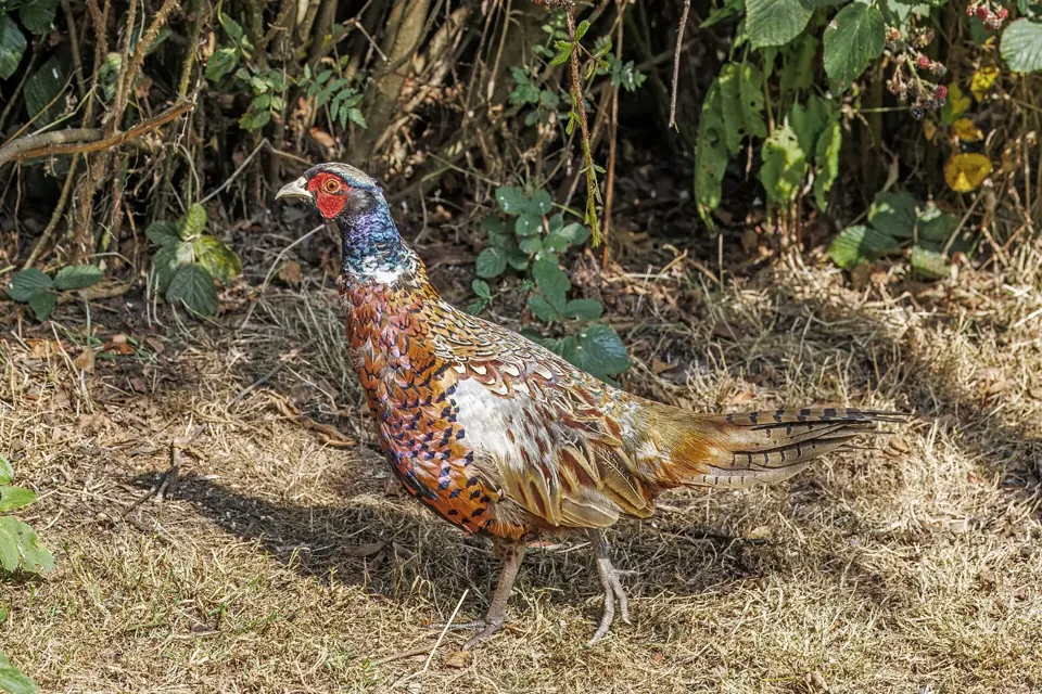Photo de faisan commun (Phasianus colchicus) — gibier à plume de chasse, GIBIS en Haute-Saône