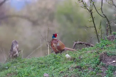 Faisan commun (Phasianus colchicus) — lâcher de repeuplement, élevage GIBIS dans l' Ain