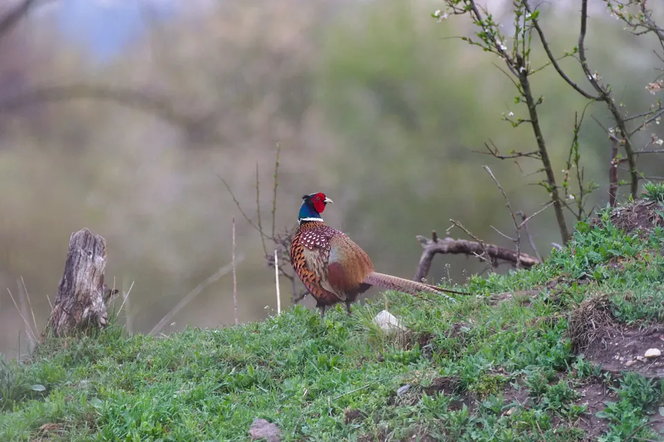 Faisan commun (Phasianus colchicus), gibier à plume de repeuplement — élevage GIBIS, livraison dans l' Aude
