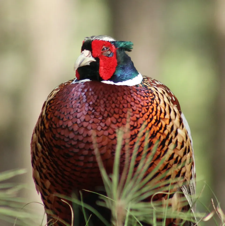 Faisan commun (Phasianus colchicus), gibier à plume de repeuplement — élevage GIBIS, livraison en Lozère