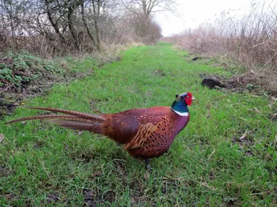 Photo de faisan commun (Phasianus colchicus) — gibier à plume de chasse, GIBIS en Moselle