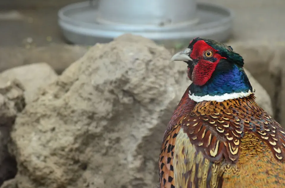 Photo de faisan commun (Phasianus colchicus) — gibier à plume de chasse, GIBIS dans le Calvados
