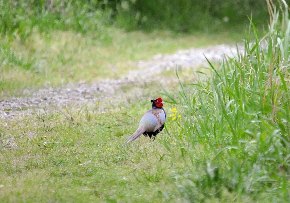 Photo de faisan commun (Phasianus colchicus) — gibier à plume de chasse, GIBIS dans la Manche