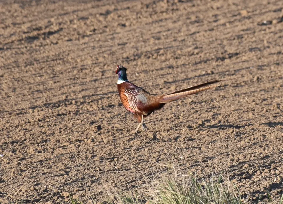Photo de faisan commun (Phasianus colchicus) — gibier à plume de chasse, GIBIS dans la Sarthe