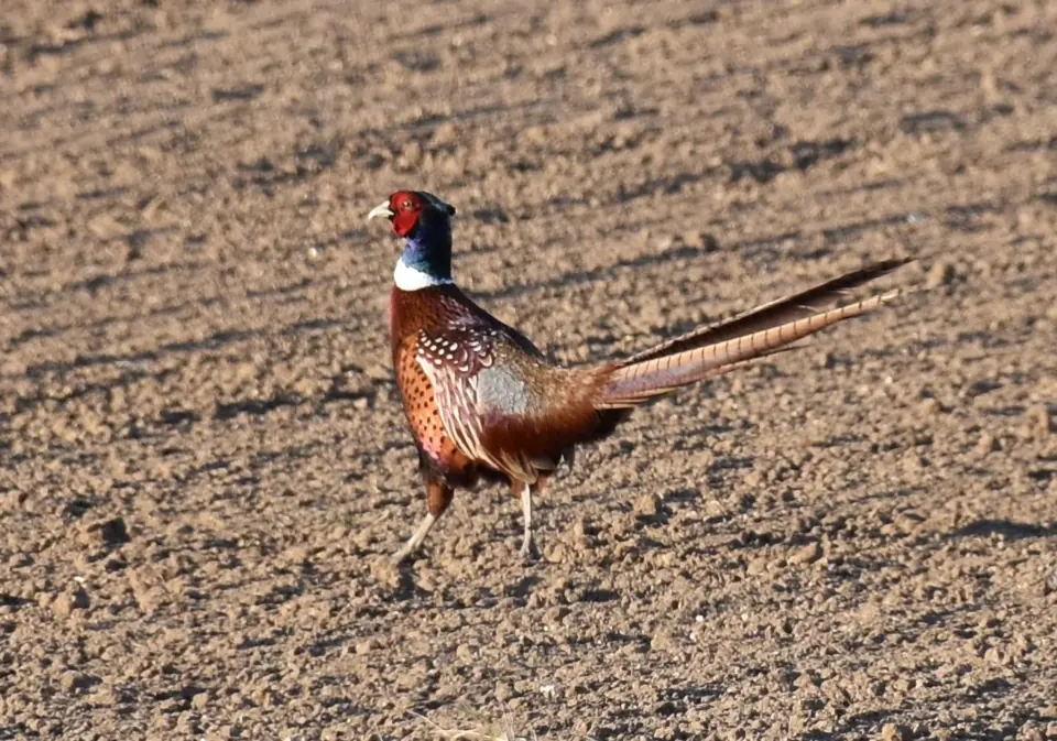 Faisan commun (Phasianus colchicus), gibier à plume de repeuplement — élevage GIBIS, livraison dans la Creuse