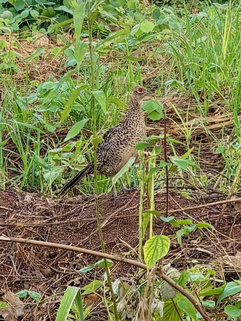 Faisan commun (Phasianus colchicus), gibier à plume de repeuplement — élevage GIBIS, livraison dans les Landes