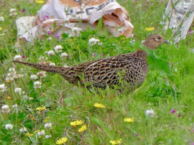Faisan commun élevé pour le repeuplement — Phasianus colchicus — GIBIS livre les ACCA dans les Pyrénées-Orientales
