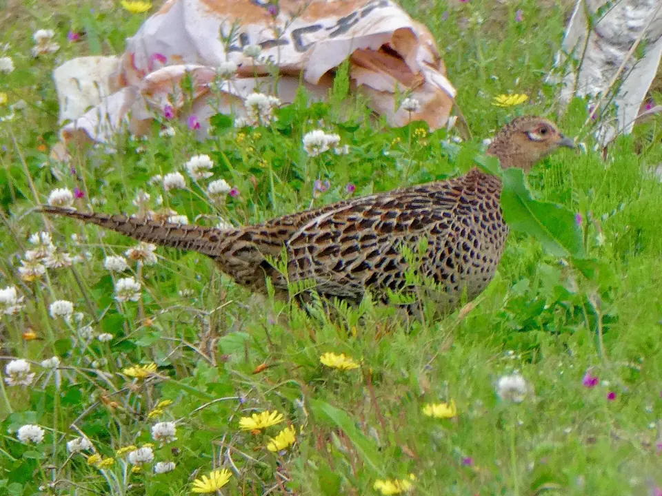 Faisan commun (Phasianus colchicus), gibier à plume de repeuplement — élevage GIBIS, livraison dans la Marne