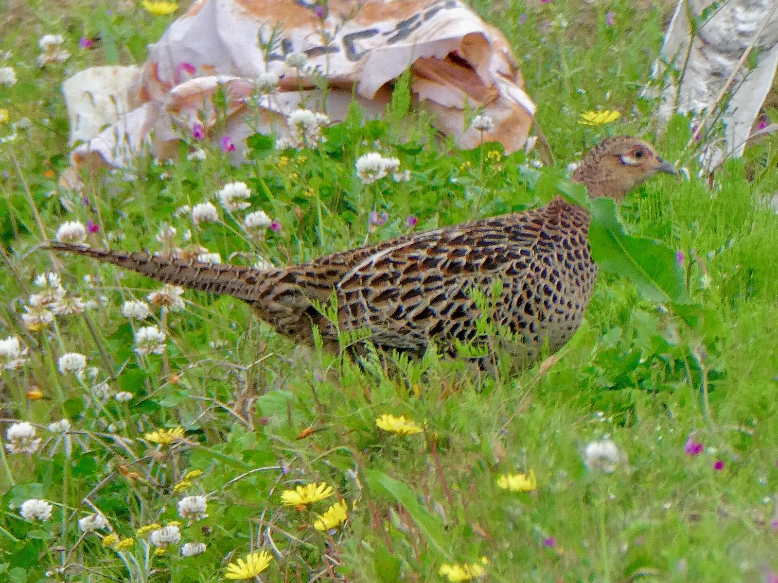 Faisan commun (Phasianus colchicus), gibier à plume de repeuplement — élevage GIBIS, livraison dans la Marne