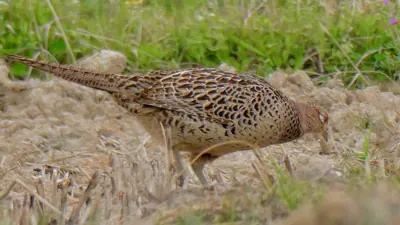 Faisan commun vivant pour ACCA et sociétés de chasse dans le Nord — Phasianus colchicus