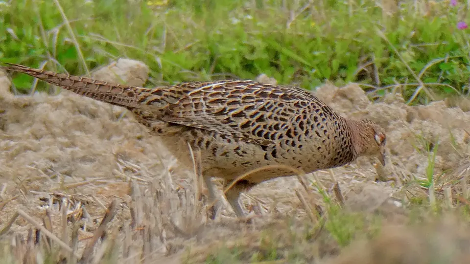 Faisan commun (Phasianus colchicus), gibier à plume de repeuplement — élevage GIBIS, livraison dans les Ardennes