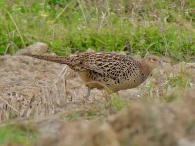 Photo de faisan commun (Phasianus colchicus) — gibier à plume de chasse, GIBIS en Mayenne
