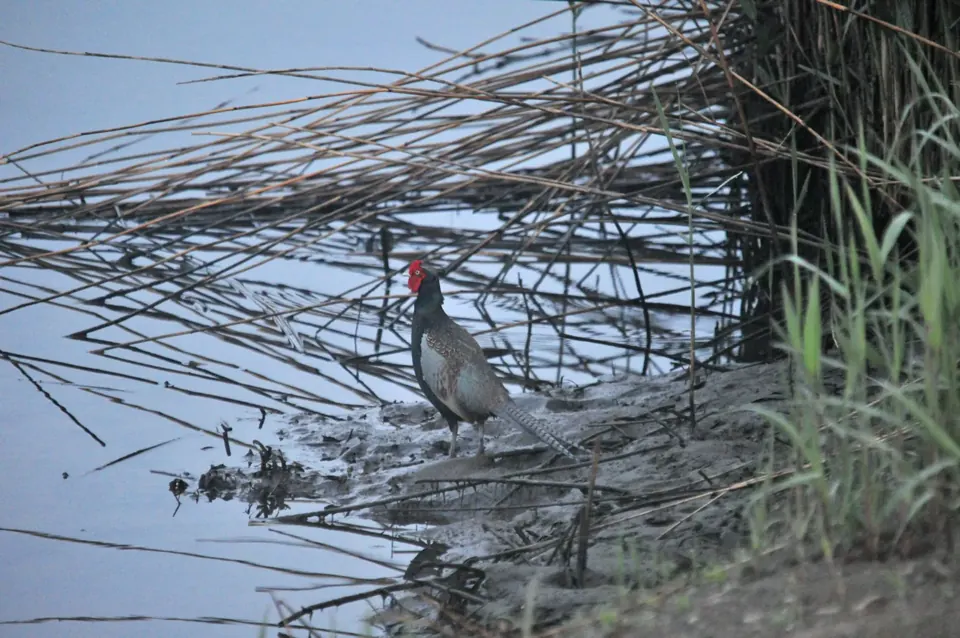 Faisan commun (Phasianus colchicus), gibier à plume de repeuplement — élevage GIBIS, livraison dans la Meuse