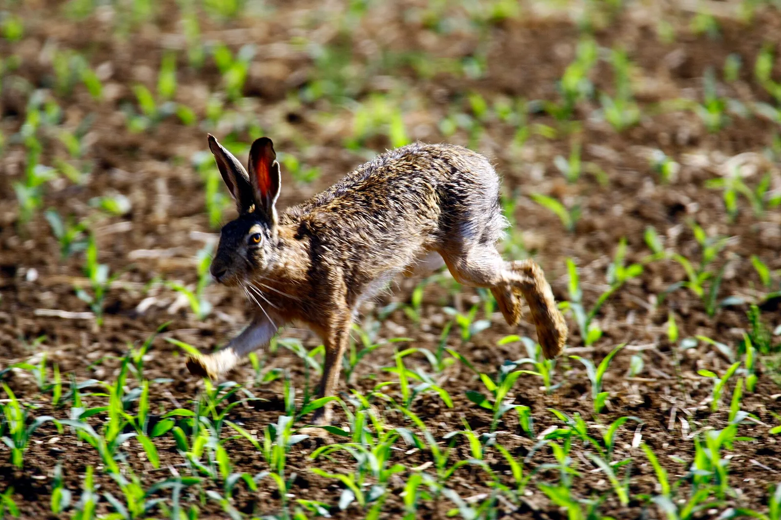 Lièvre d'Europe sauvage traversant un semis, photographié dans le Doubs, à Recologne