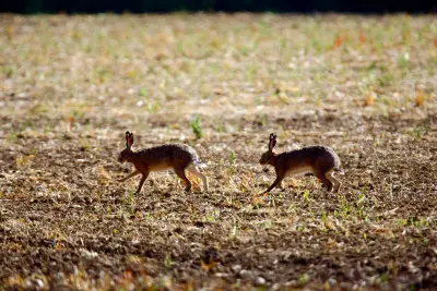 Zwei wildlebende Feldhasen auf einem gepflügten Acker