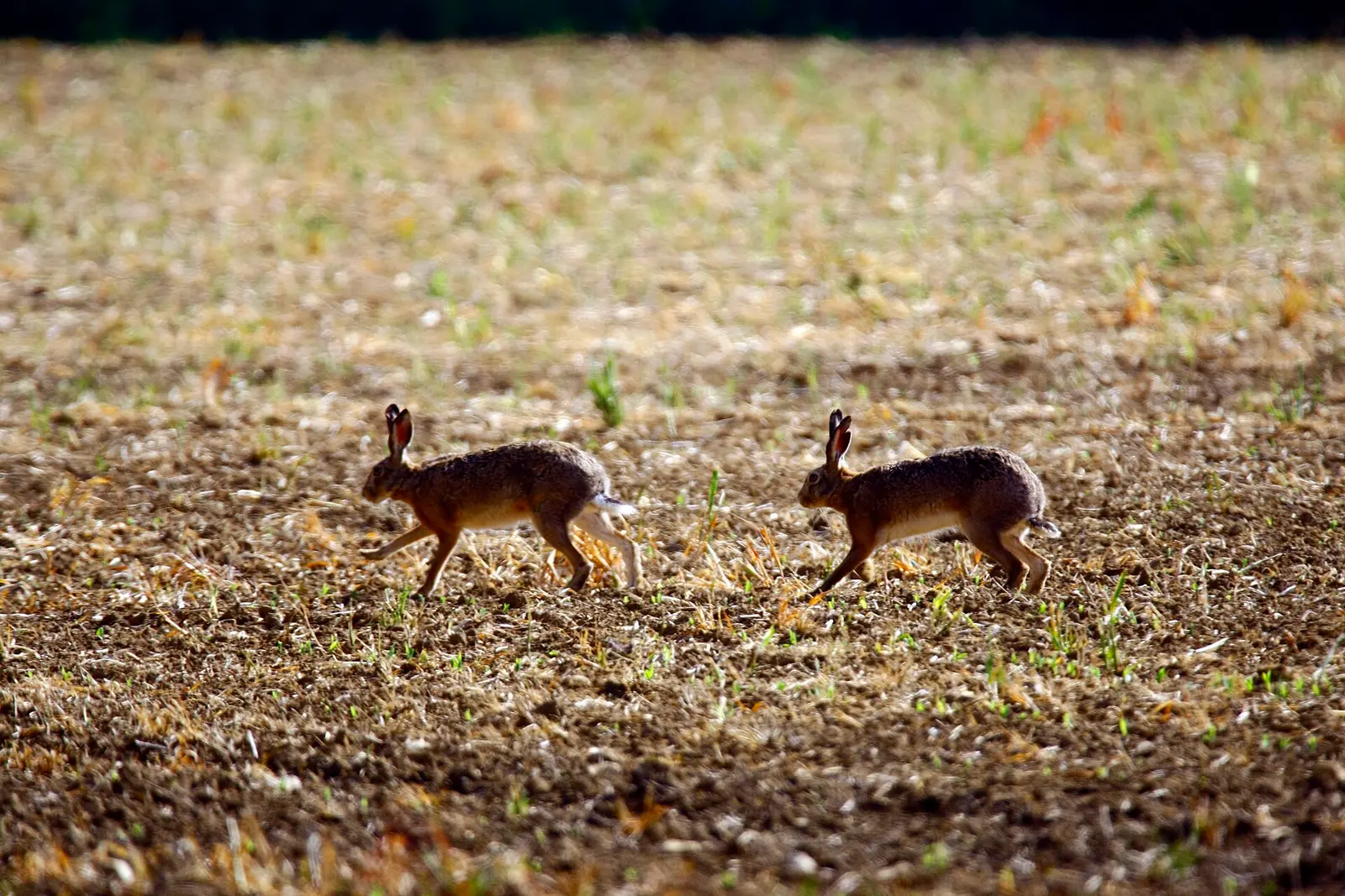 Deux lièvres d'Europe dans un champ labouré, Recologne (Doubs) — photo d’illustration