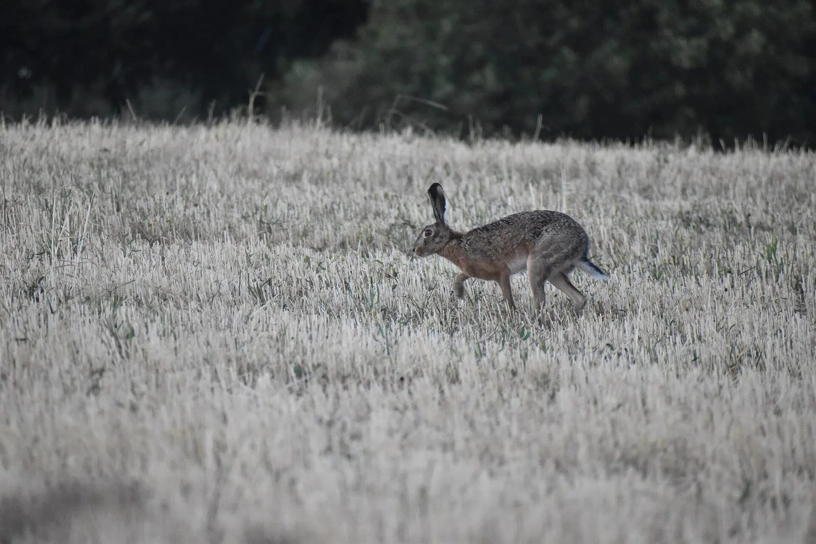 Divlji evropski zec pritajen na strnjici