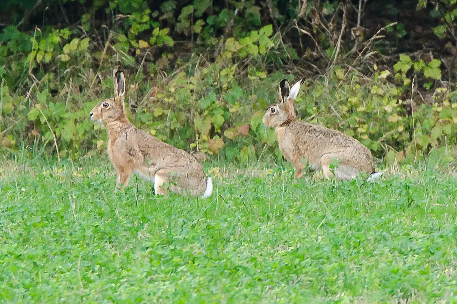 Deux lièvres d'Europe sauvages dans une prairie