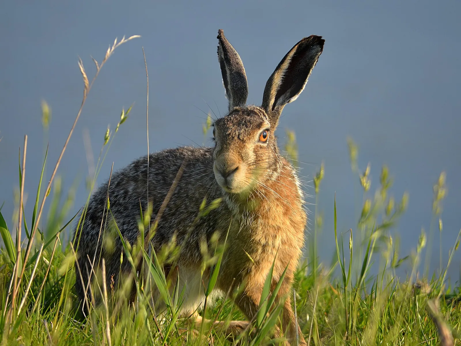 Lièvre d'Europe sauvage assis dans l'herbe