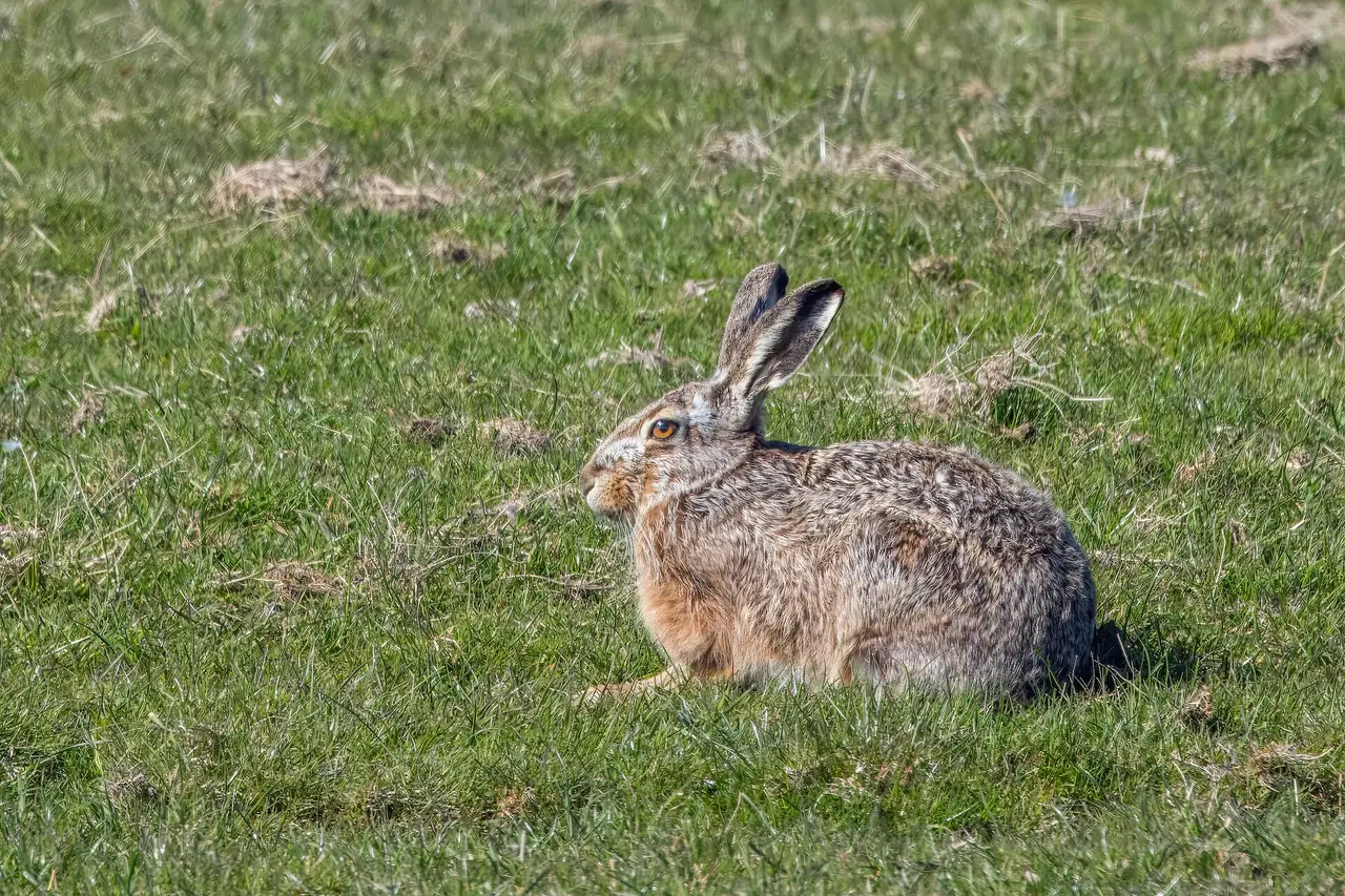 Lièvre d'Europe sauvage dans une prairie rase