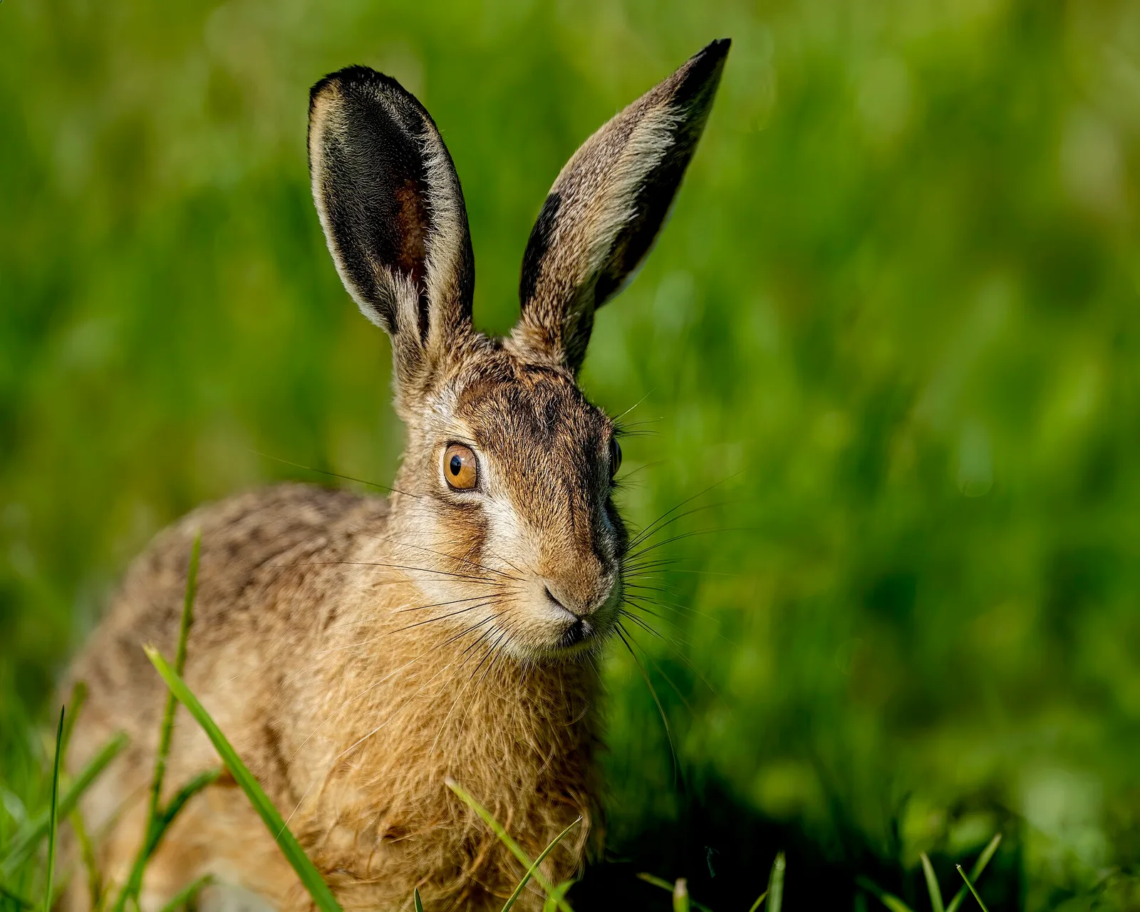 Lièvre d'Europe sauvage de face dans une prairie
