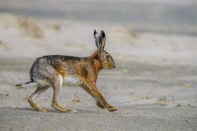 Wildlebender Feldhase auf der Flucht in den Dünen