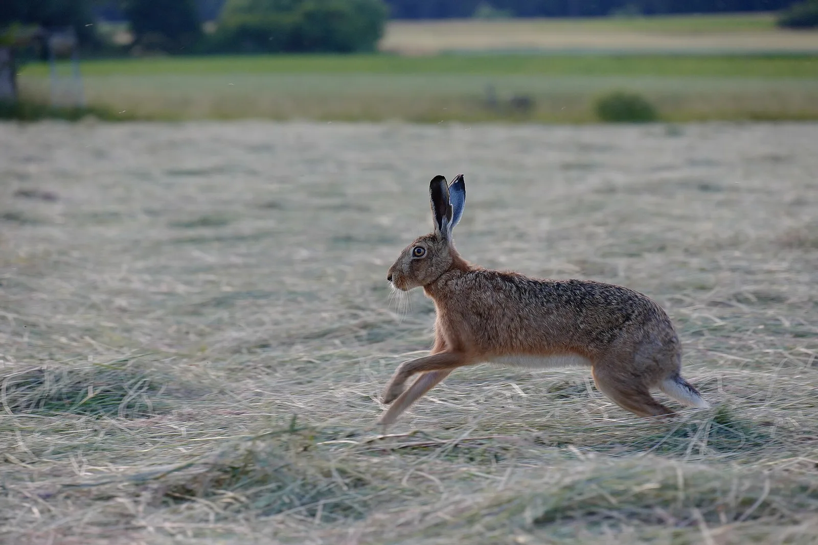 Lièvre d'Europe sauvage bondissant sur une prairie fauchée