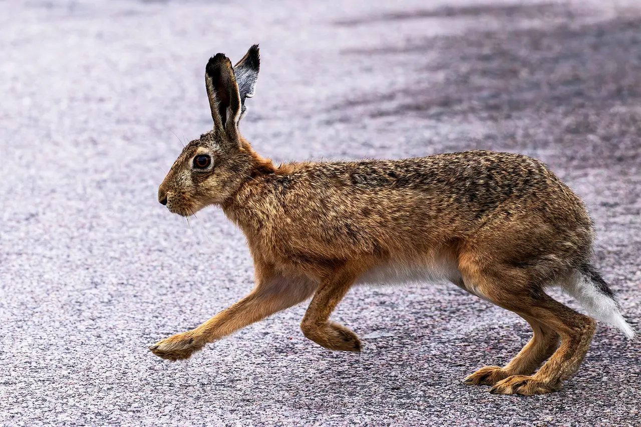 Lièvre d'Europe sauvage en pleine course