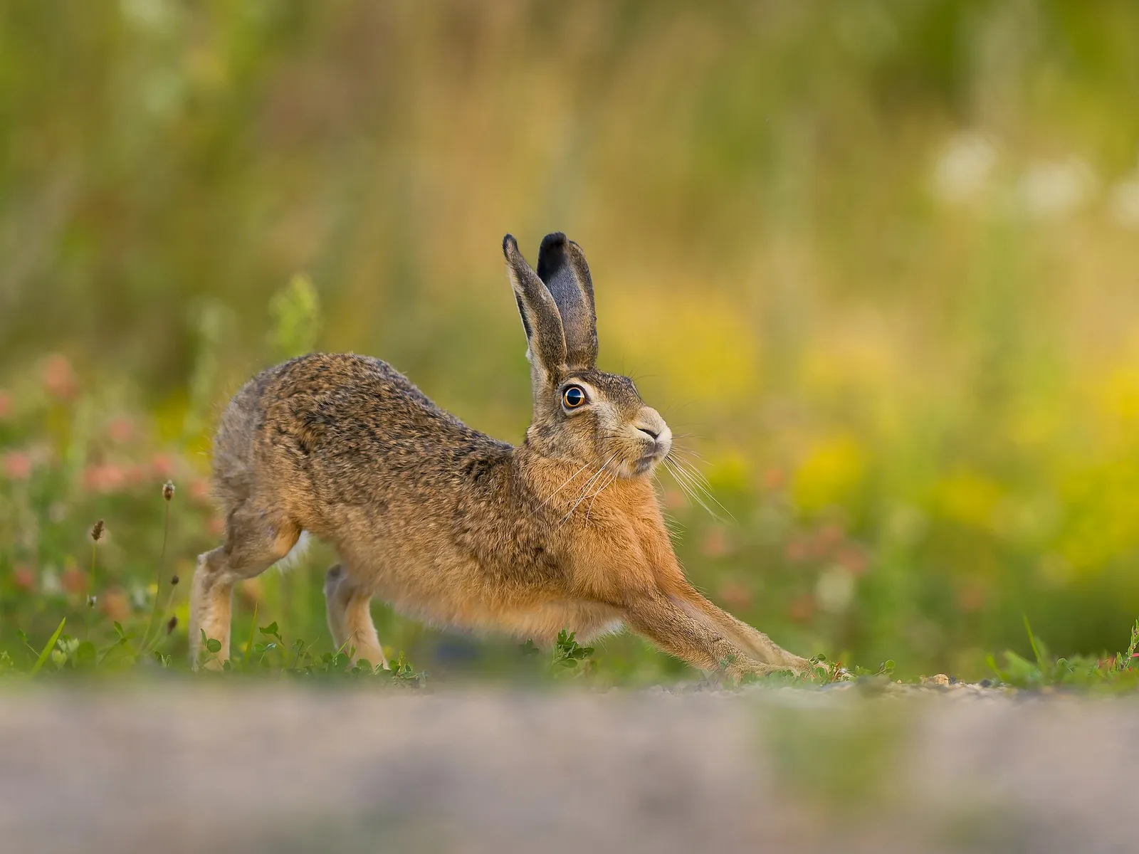 Lièvre d'Europe sauvage en train de s'étirer