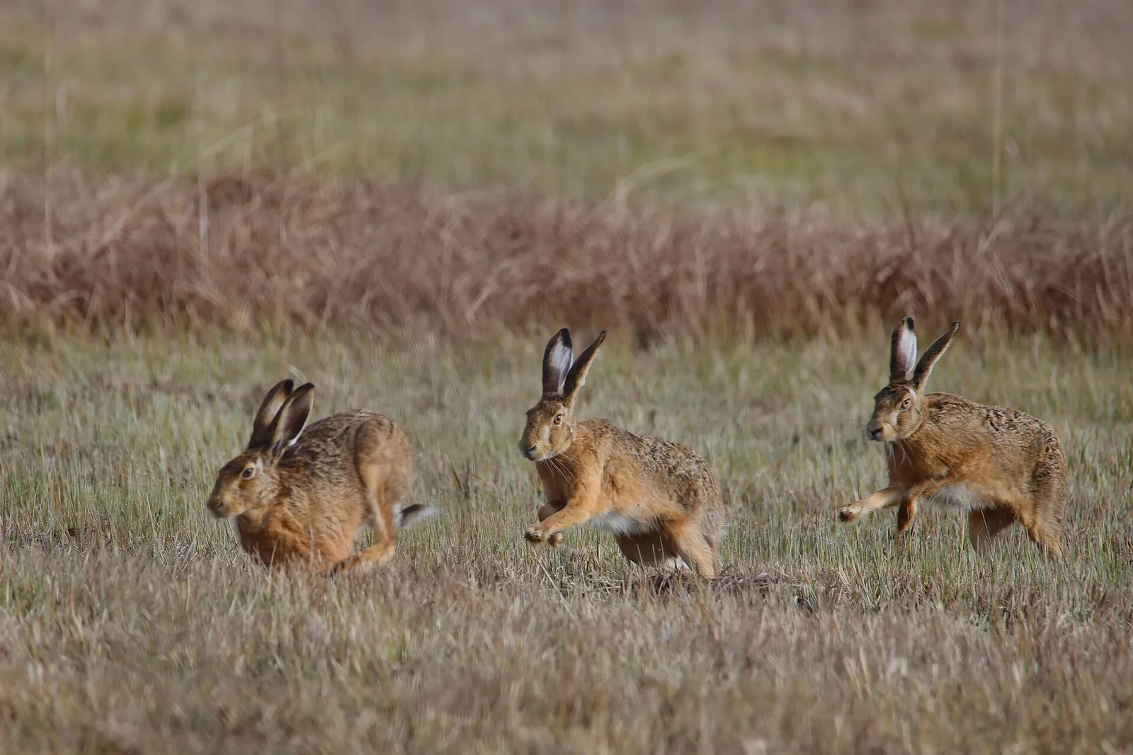 Lièvres sauvages lancés à la poursuite l'un de l'autre
