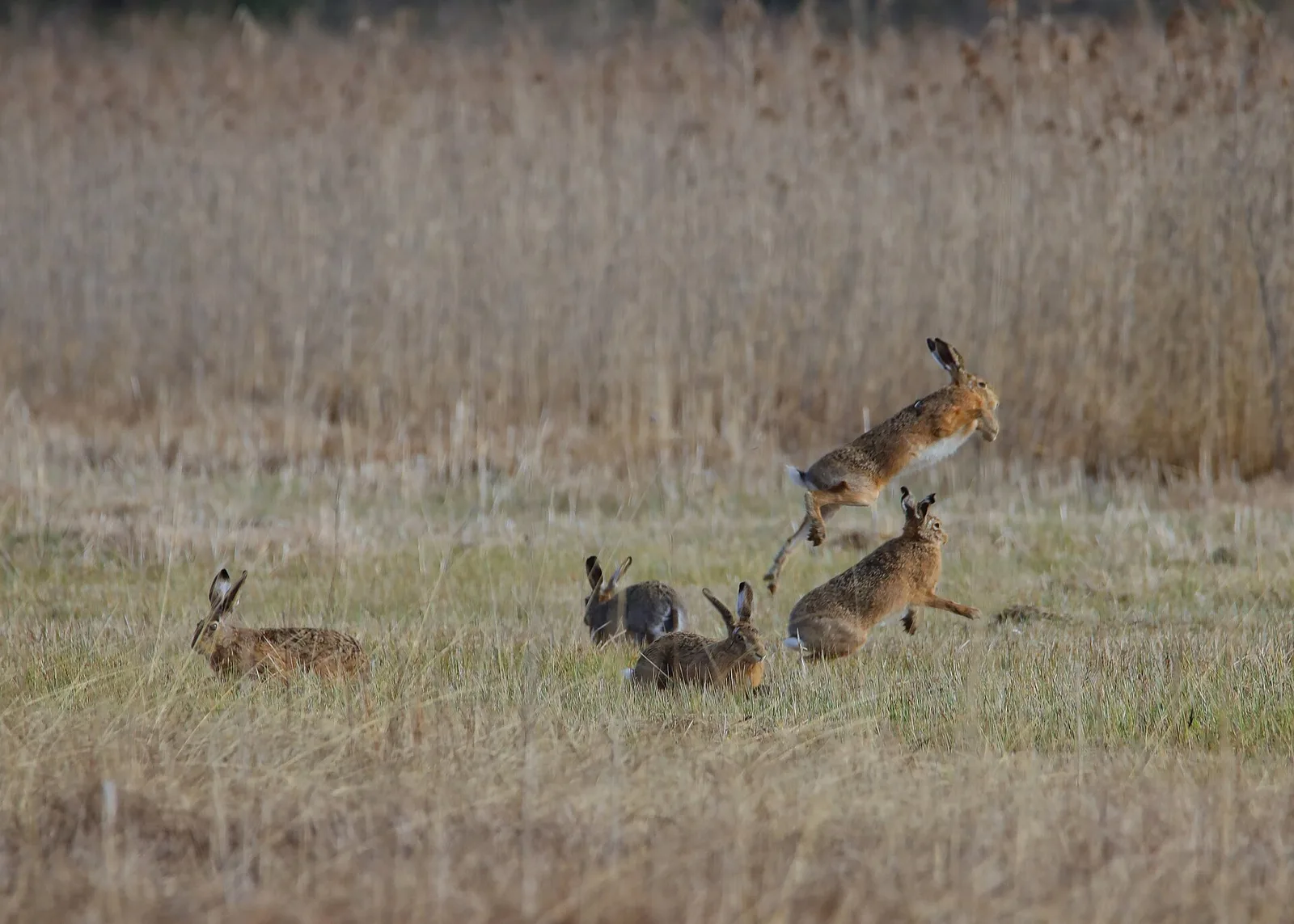 Plusieurs lièvres sauvages bondissant dans un pré pendant la période de reproduction