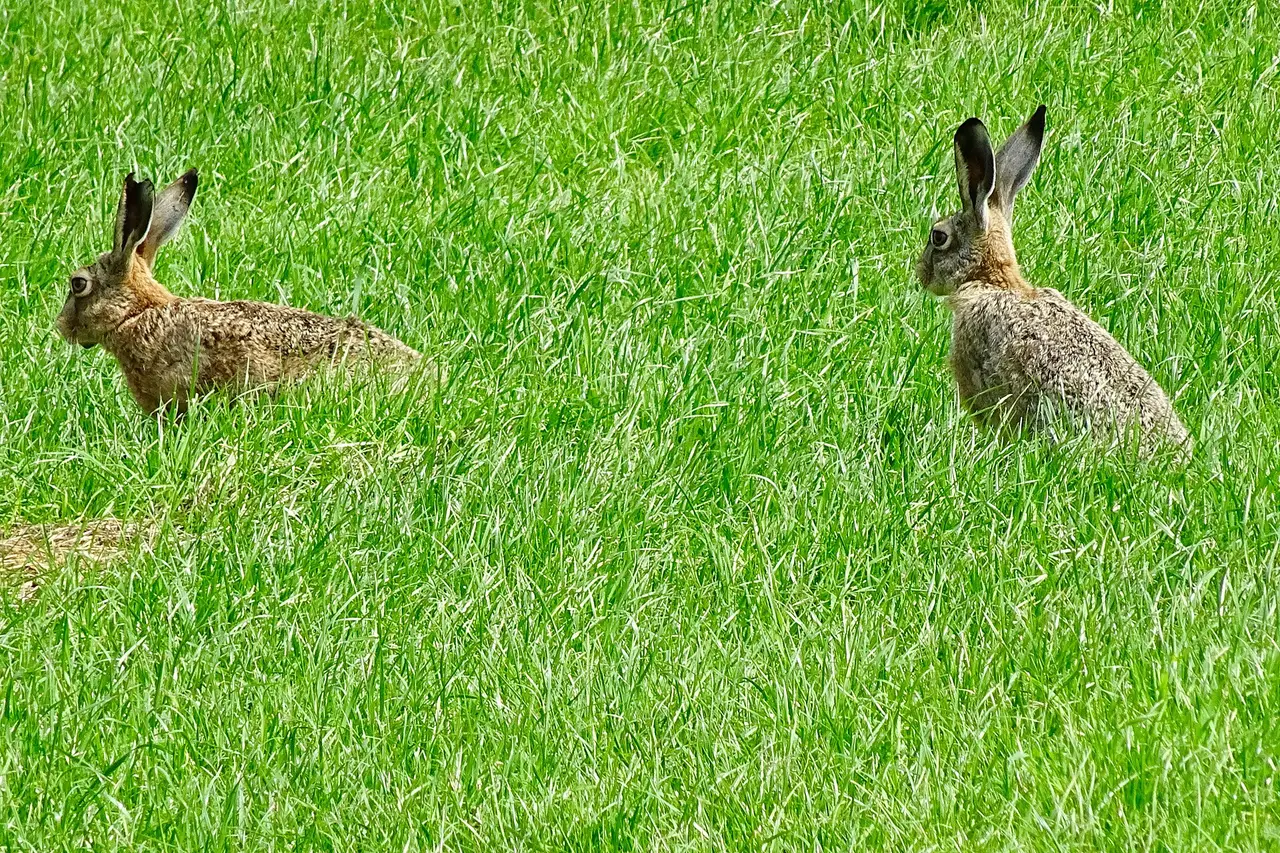 Deux lièvres d'Europe sauvages dans une prairie