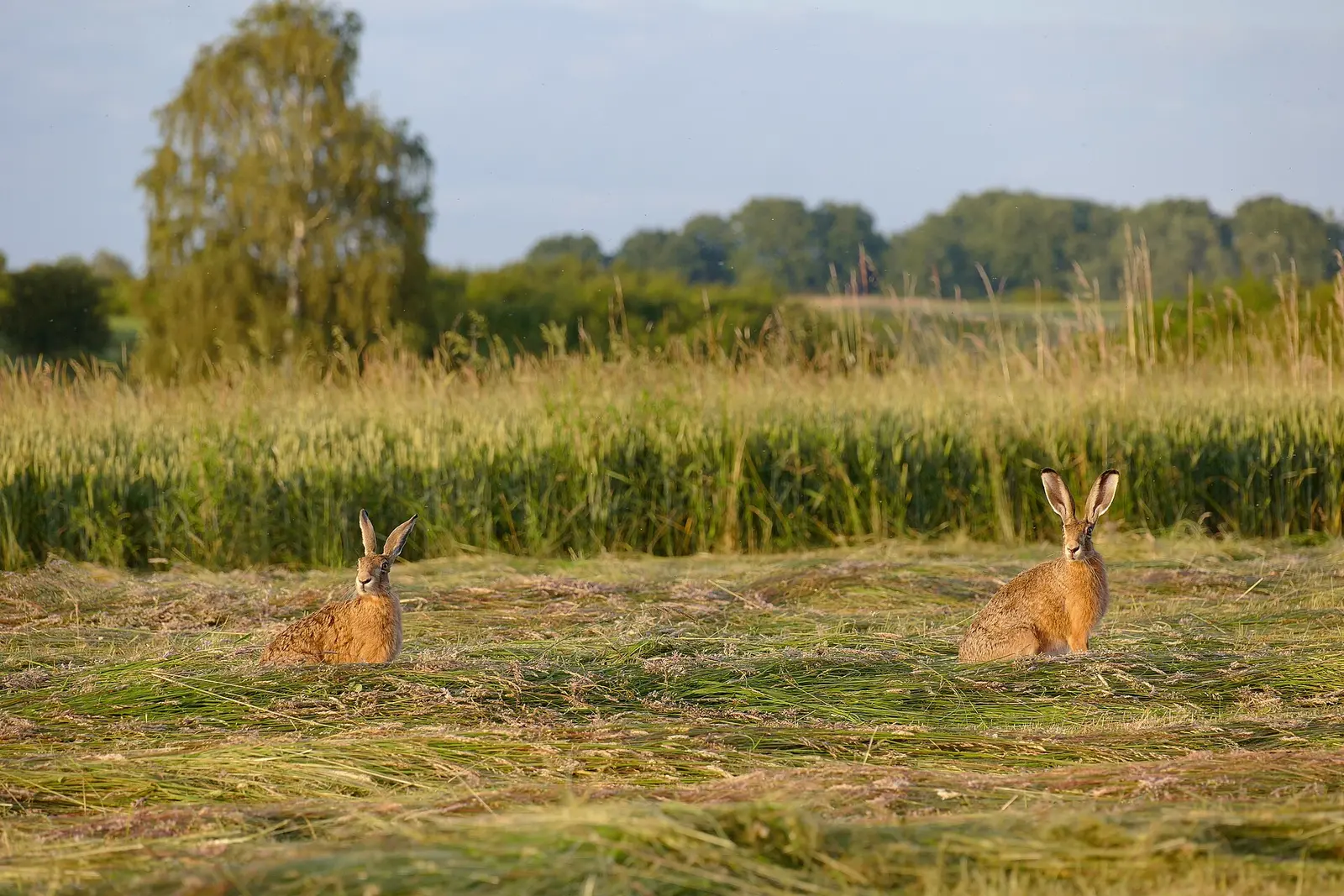 Deux lièvres d'Europe sauvages dans une prairie
