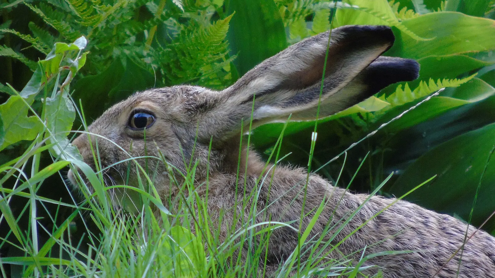 Lièvre d'Europe sauvage se nourrissant dans la végétation