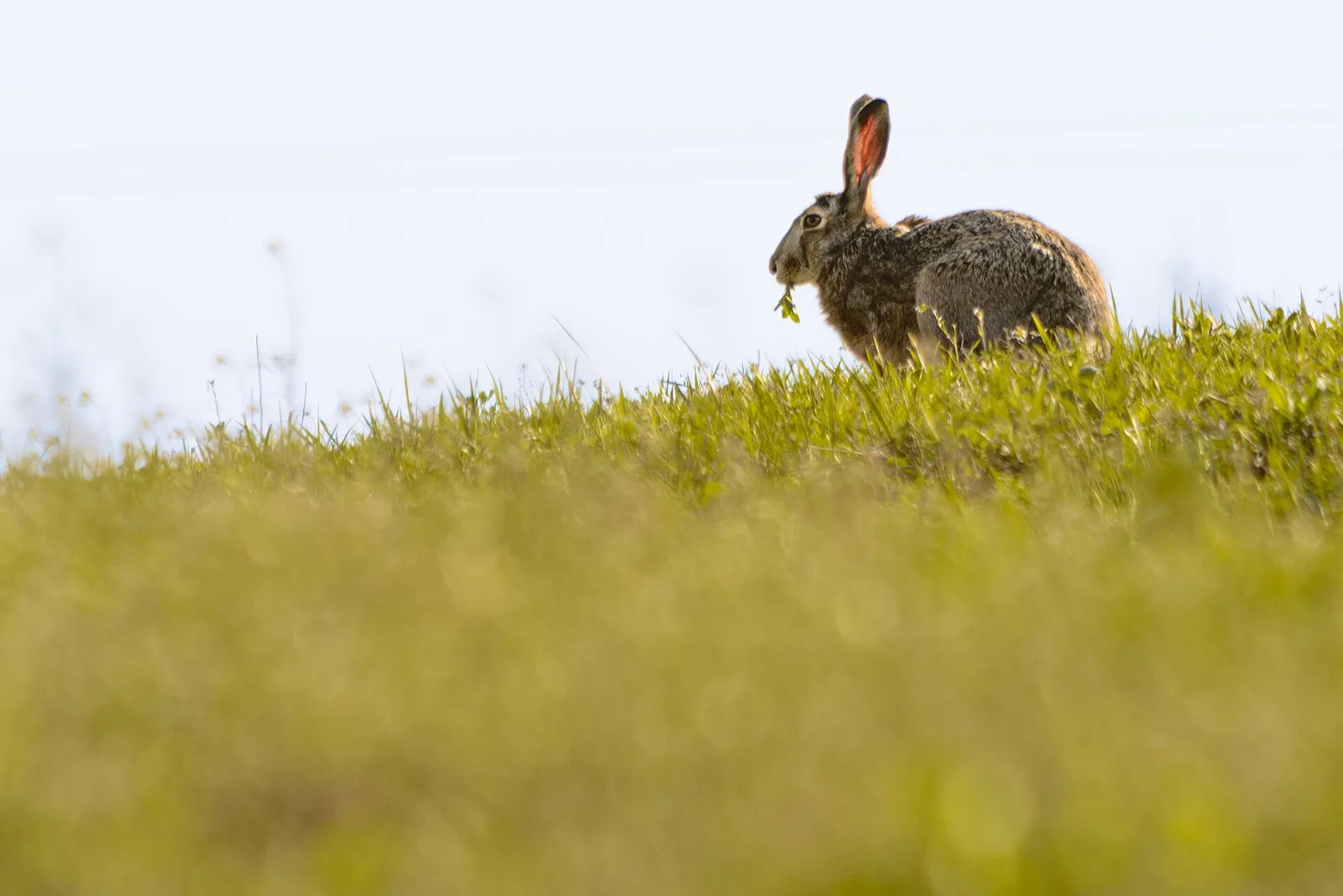 Lièvre d'Europe sauvage mangeant du trèfle