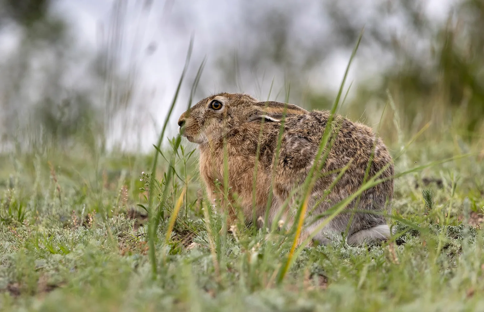 Lièvre d'Europe sauvage dissimulé dans l'herbe