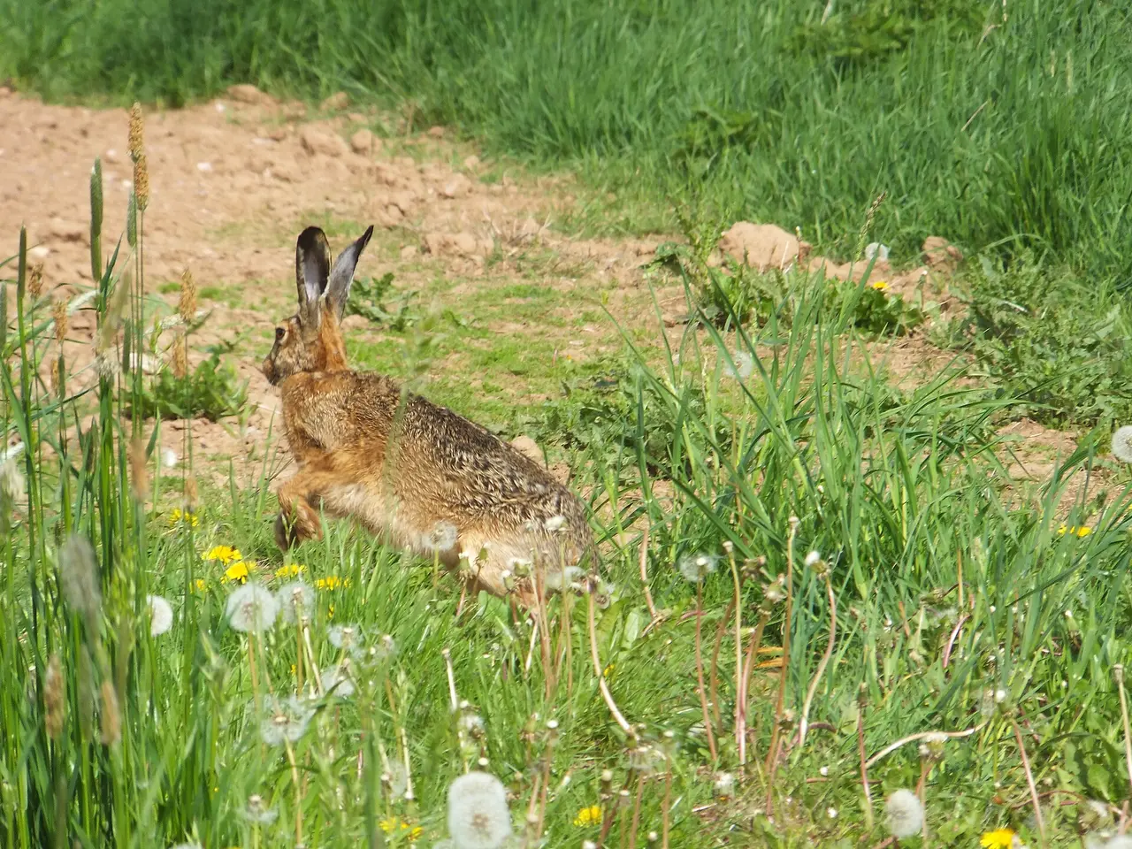 Lièvre d'Europe sauvage assis dans un paysage herbeux