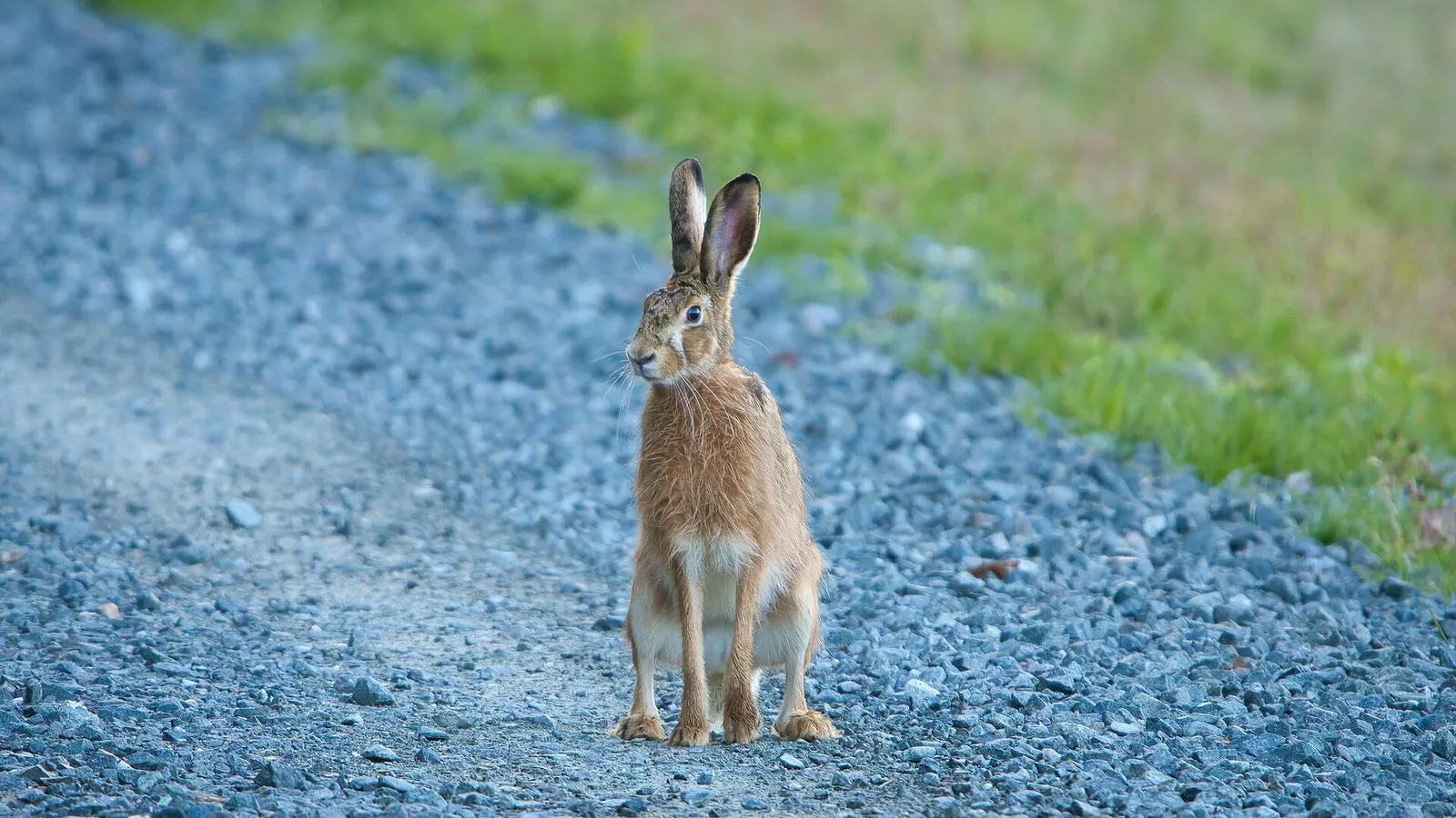 Lièvre d'Europe sauvage assis sur un chemin de gravier